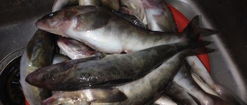 ホッケの釣果