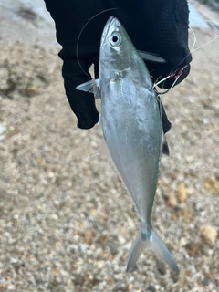 イケカツオの釣果