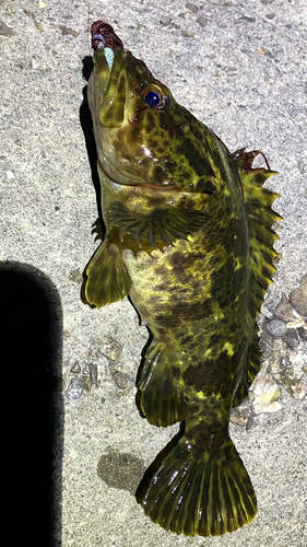 タケノコメバルの釣果