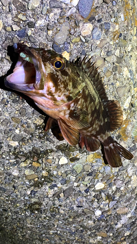 カサゴの釣果