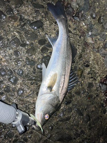 スズキの釣果