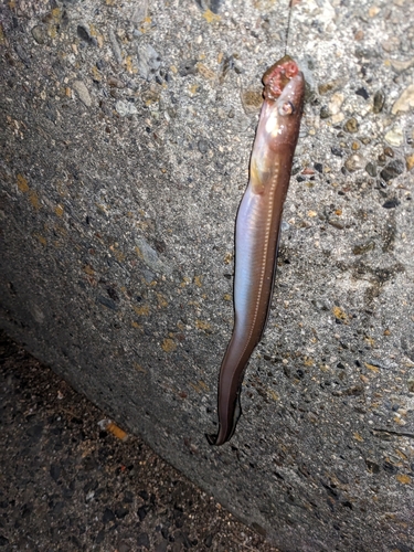 アナゴの釣果