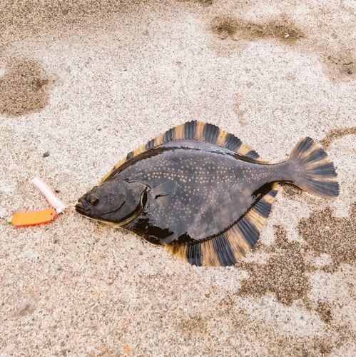 カワガレイの釣果