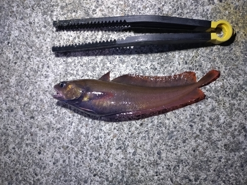 エゾイソアイナメの釣果