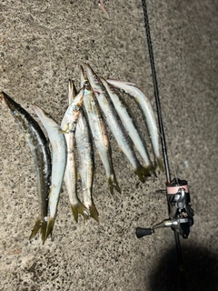 アカカマスの釣果