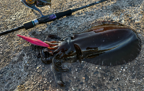 アオリイカの釣果