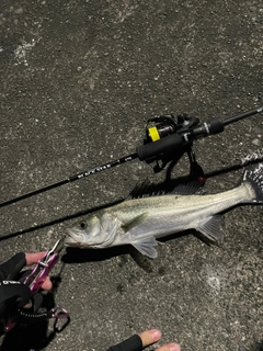 フッコ（マルスズキ）の釣果