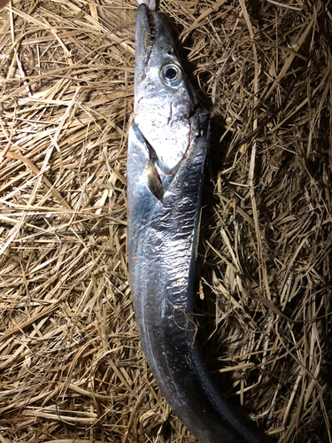 タチウオの釣果