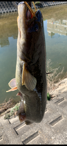 ナマズの釣果