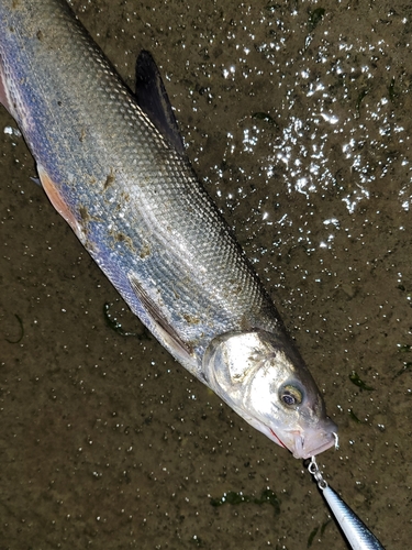 ウグイの釣果