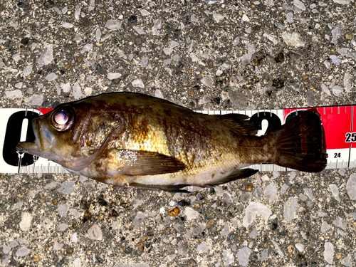 アカメバルの釣果