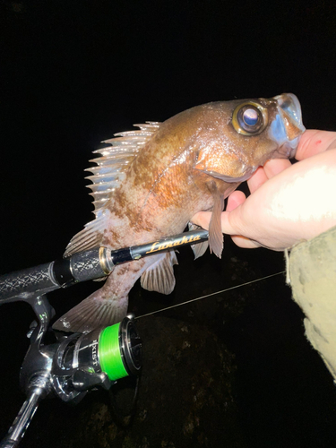 シロメバルの釣果