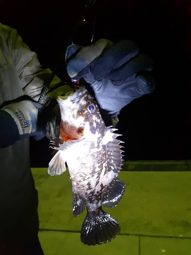 オウゴンムラソイの釣果