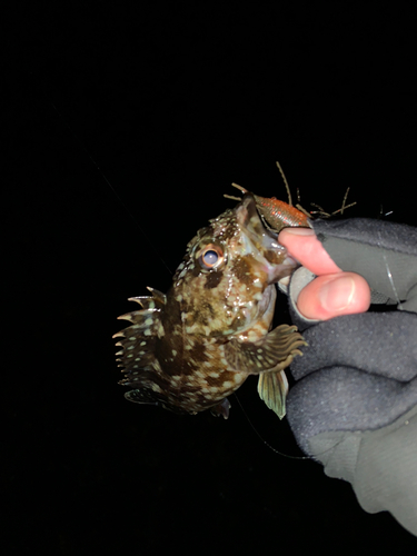 カサゴの釣果