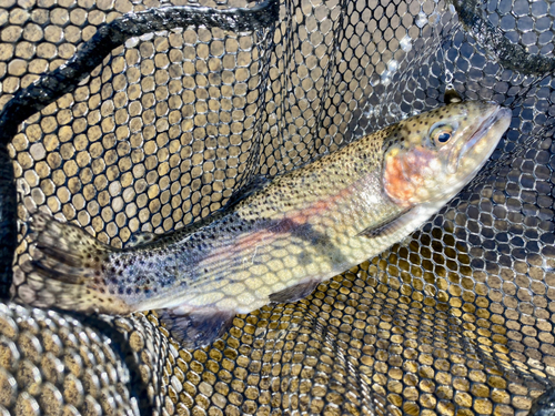 ニジマスの釣果