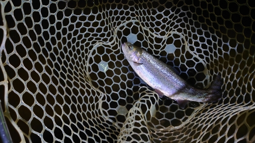 ニジマスの釣果