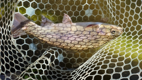 ニジマスの釣果