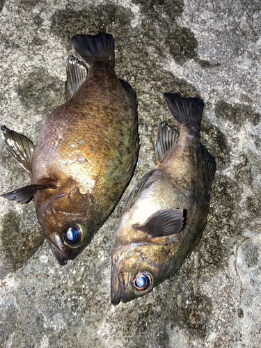 クロメバルの釣果