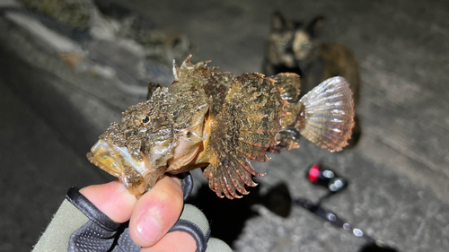 イズカサゴの釣果