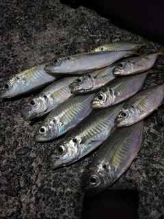 アジの釣果