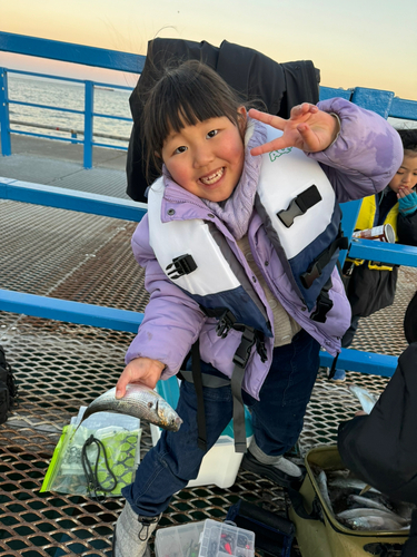 コノシロの釣果