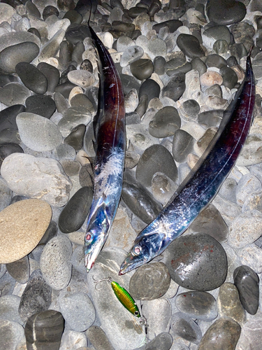 タチウオの釣果