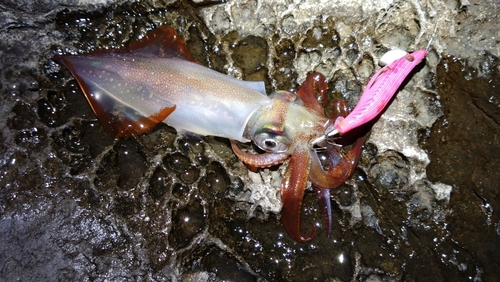 ケンサキイカの釣果