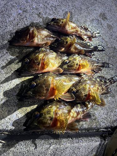 カサゴの釣果