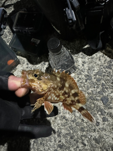 カサゴの釣果