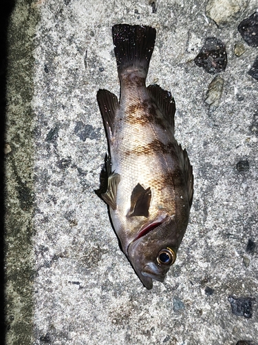 メバルの釣果