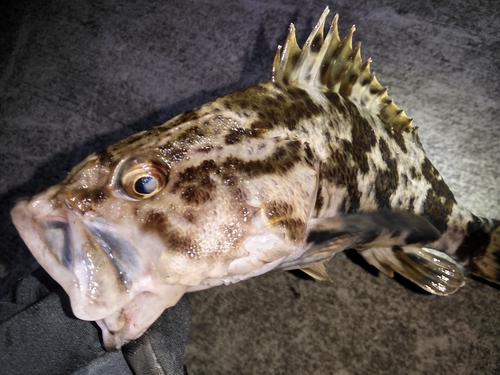 タケノコメバルの釣果