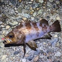 メバルの釣果