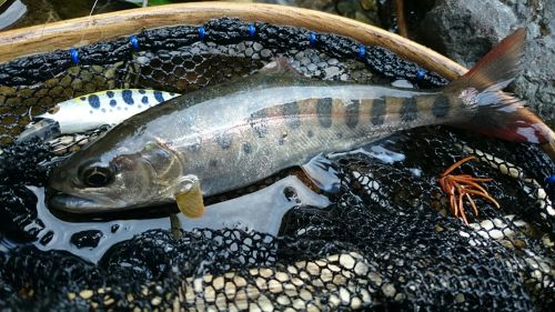 ヤマメの釣果