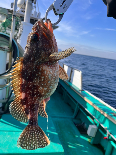 カサゴの釣果