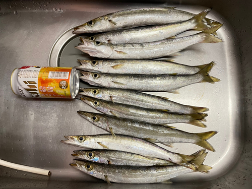 カマスの釣果