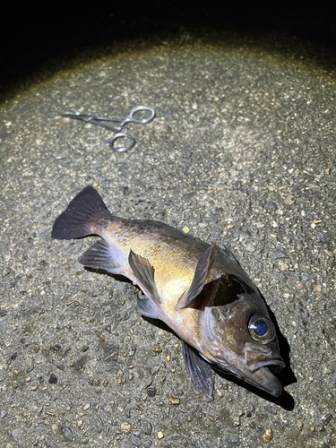 メバルの釣果