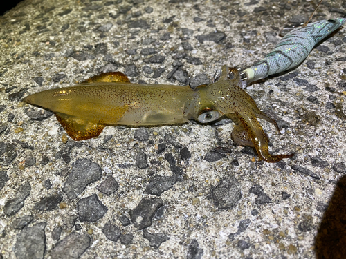 ヤリイカの釣果