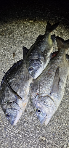 クロダイの釣果