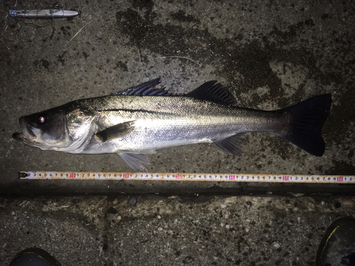 シーバスの釣果