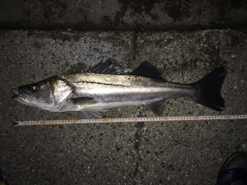 シーバスの釣果