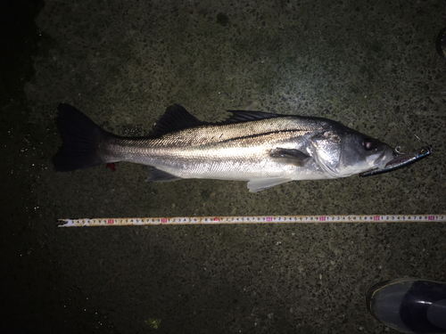 シーバスの釣果