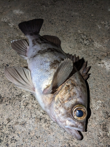 メバルの釣果