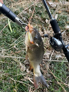 コイの釣果