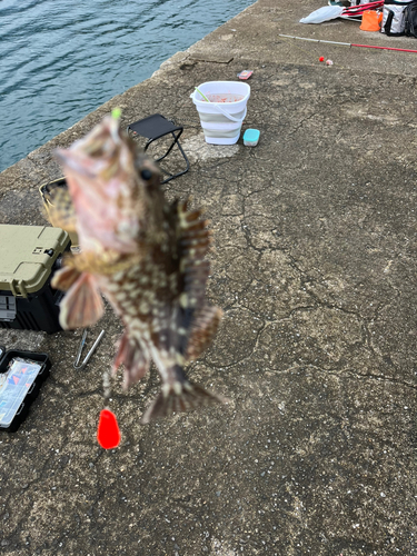 カサゴの釣果