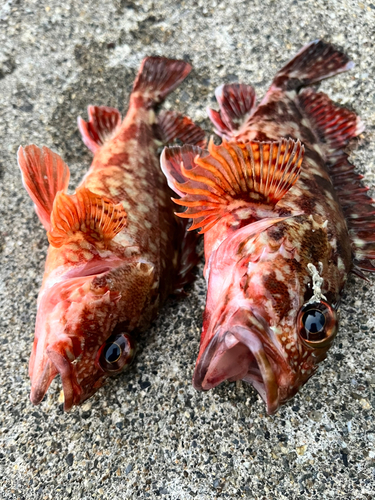 アラカブの釣果