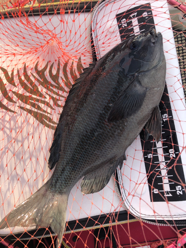 クチブトグレの釣果