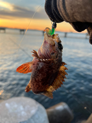 カサゴの釣果