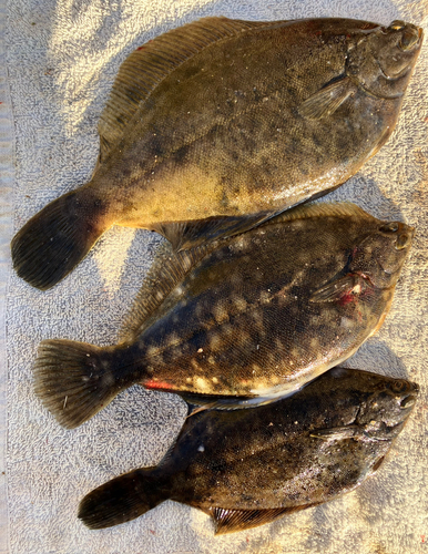 カレイの釣果