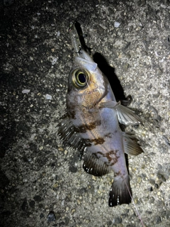 シロメバルの釣果