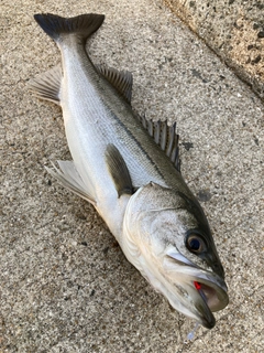 マルスズキの釣果